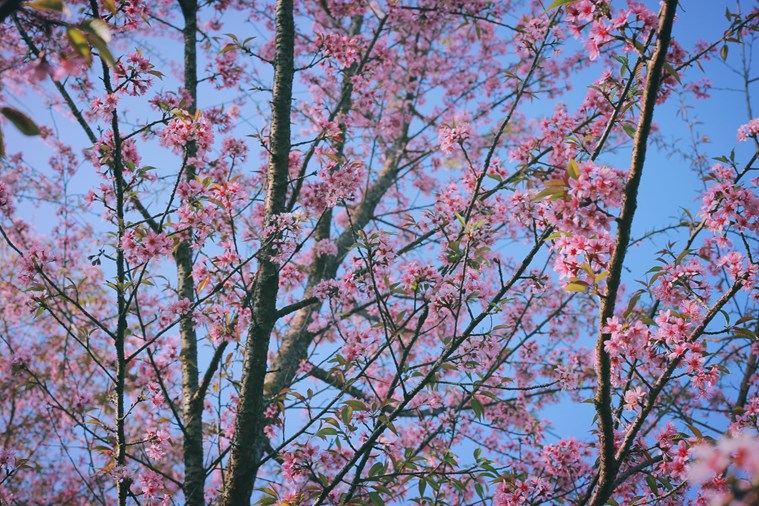 Tour Hà Nội - Mai Châu - Bản Lác 1 Ngày.