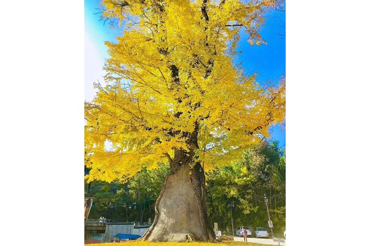 Tour Hàn Quốc:  Seoul - Busan - Daegu 5N5D Khởi Hành từ Hồ Chí Minh