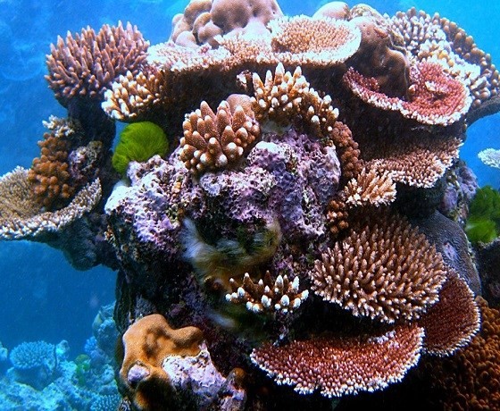 Open Tour - Cù Lao Chàm 2 ngày 1 đêm