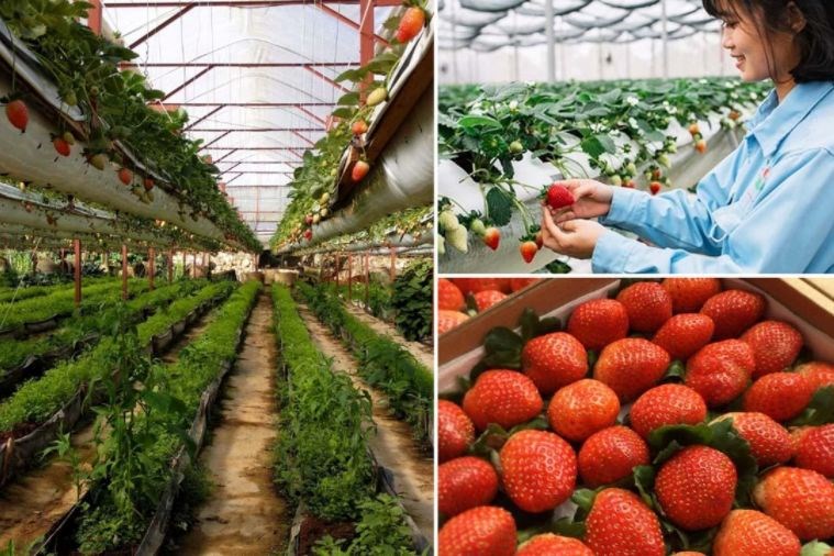 Tour Chinh Phục Đỉnh LangBiang - Thác DaTanLa - Crazy House