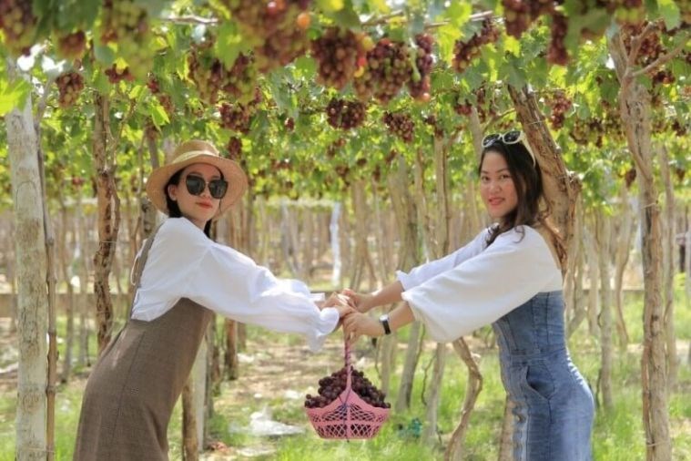 Tour Hang Rái - Vĩnh Hy - Vườn Nho Nha Trang 1 Ngày