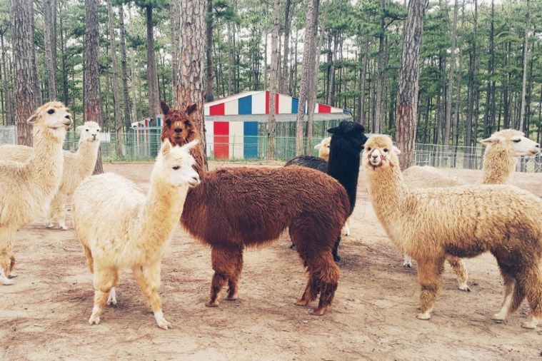 Tour Tham Quan Sở Thú ZooDoo Đà Lạt