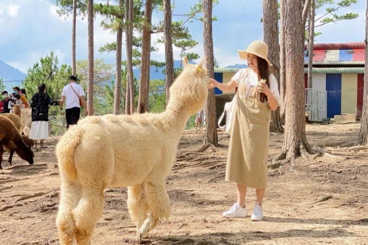 Tour Tham Quan Sở Thú ZooDoo Đà Lạt