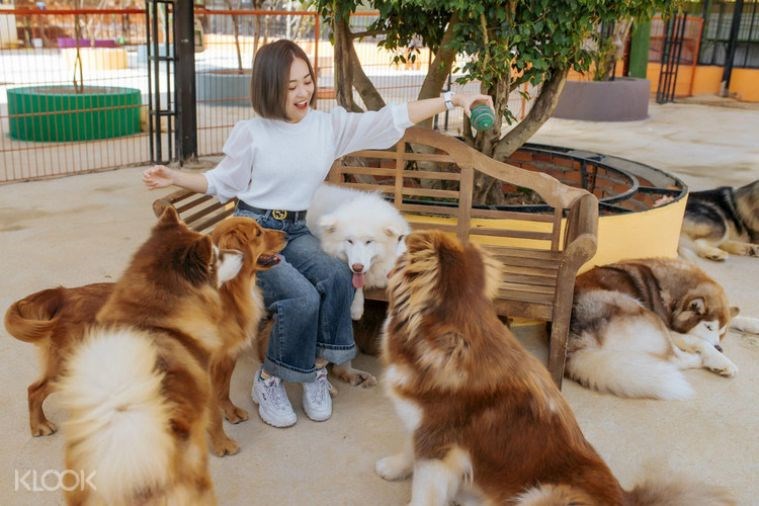 Tour Tham Quan Sở Thú ZooDoo Đà Lạt